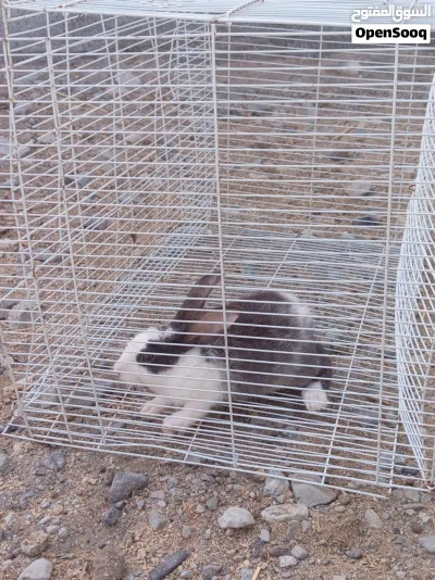 أرنب ذكر أموره طيبه 2
