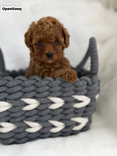 Toy Poodle 4