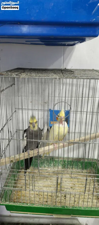 جوز كوكتيل للبيع ادفع فيهم بامانة الله و خذهم 3