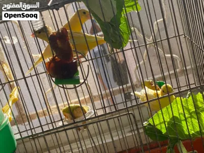 جواز مع فراخ مع فحول احلا الوان الكناري شغالات %100 ماشاءالله 3