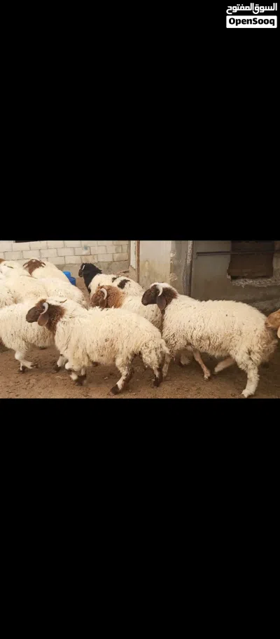 أضاحي لبيع 3
