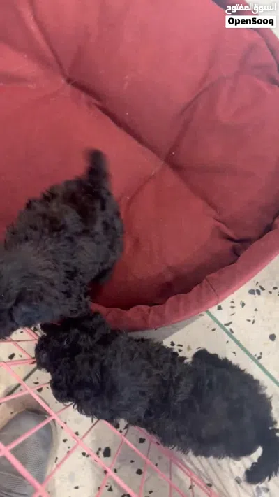 Poodle puppy available vaccinated 3