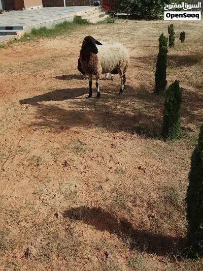 نعجة للبيع سنها سداس اختها خروف عمره ثلاثة اشهر النعجة عز كسوبة وسعرها ساوم في القدو 4