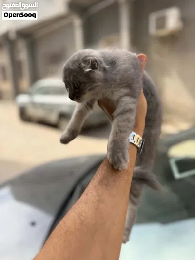قط سكوتش عمرها شهرين ونص 2