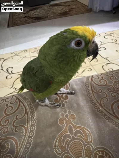 امازون يلوكراون 2