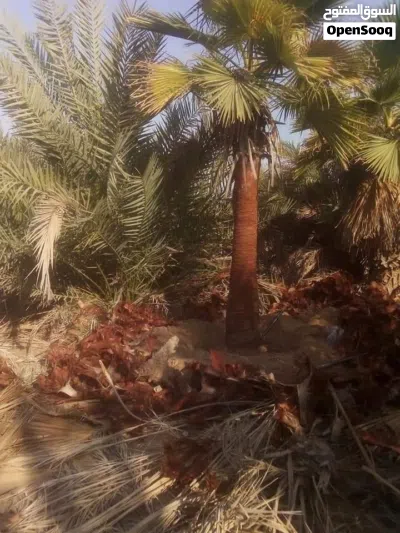 نخيل الوسام 4