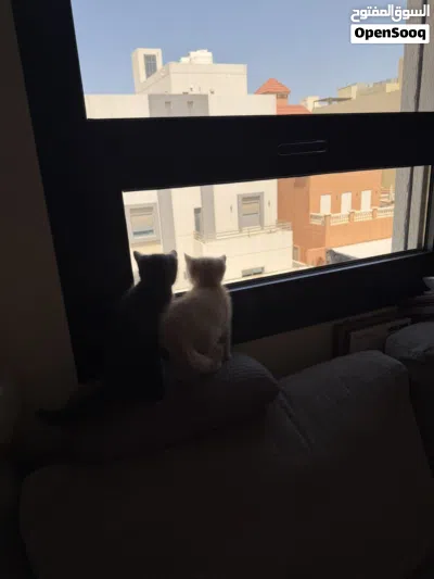 بريتش ذكور قطط 4