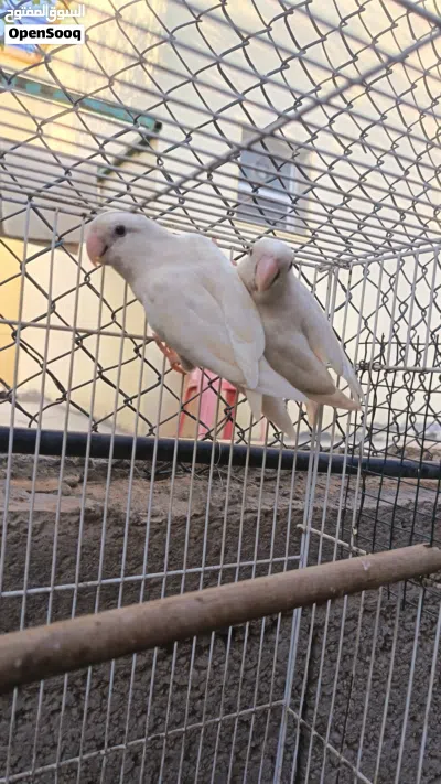 للبيع أزواج و فروخ البينو 4