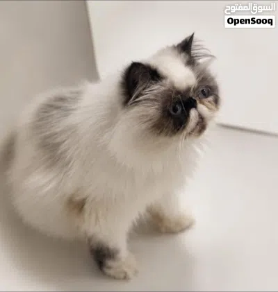 قطه للبيع بيرشن 2