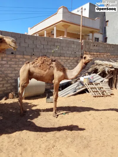 قعدان للبيع البيفي 4