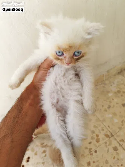 للبيع ال4 قطط مع بعضهم مع كامل اغراضهم 4