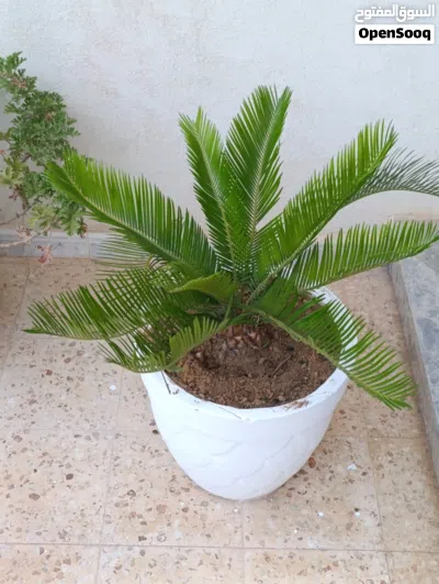 غرس زينه داخلي و خارجي 2