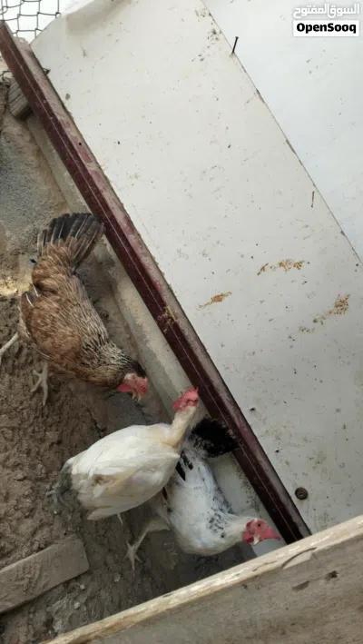 دجاج تهجين عماني فرنسي 3