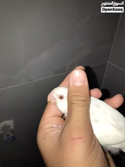 2عصافير بركاديلو البينو 3