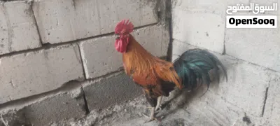 يالله ديج ودجاجه جواهه افراخ اثنين ابصحه جيديه وخير من الله دجاجه الله شاهد وهيه امكركه اتبيض وبياضه 3