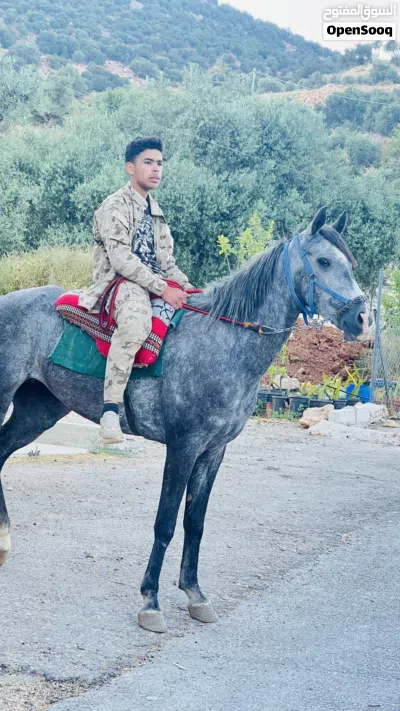 مهره انقليزيه نخب اول 3