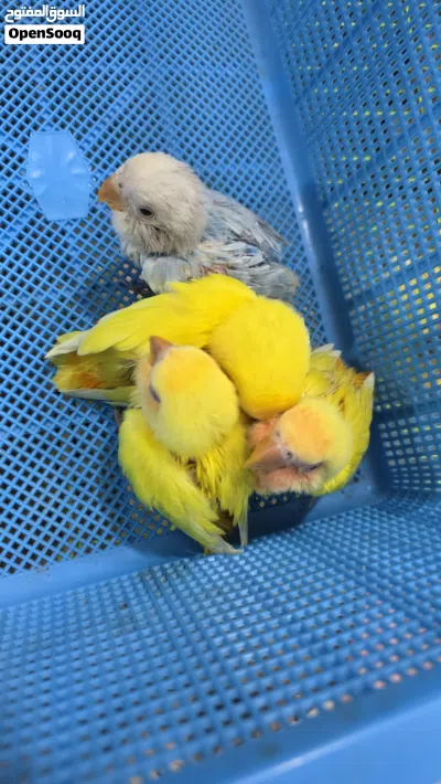 طيور لاف بيرد اليف 2