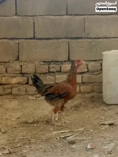 سلام عليكم دجاج عرب للبيع ديوجه ثنين ودجاجه ديج كويتي ودجاجه عربيه دجاج فول صحه اي مرض مابيهن 2