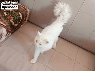 قط ذكر شيرازي روماني عيون زرقاء للبيع 2