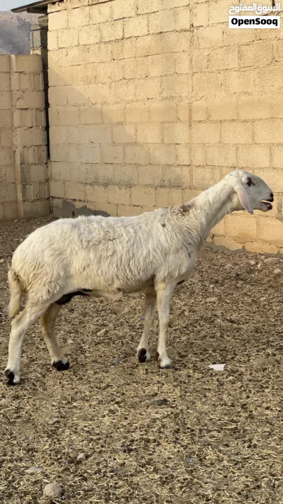 جاعده نجدي على حري عشار 2
