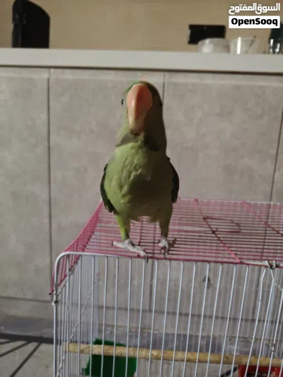 نيبالي للبيع 3