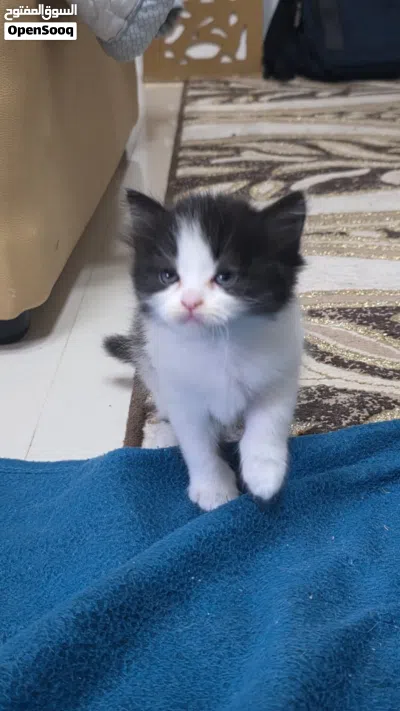 قطة انثى شيرازي 2