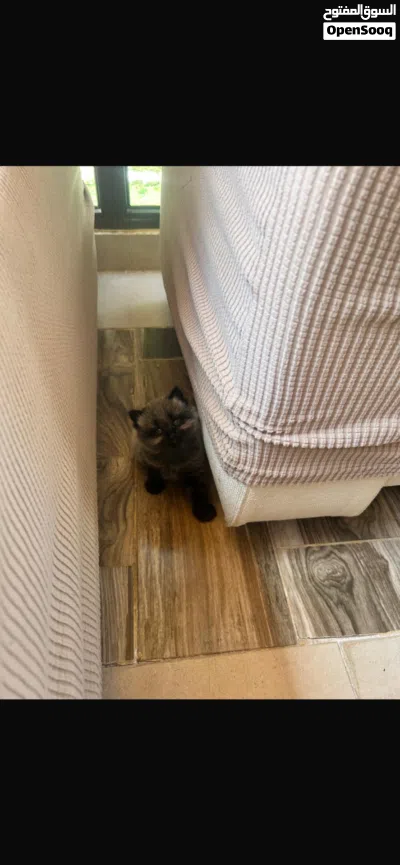 kittens for sale قطط للبيع 4