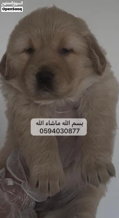 جولدن ريتريفر Golden retriever 2