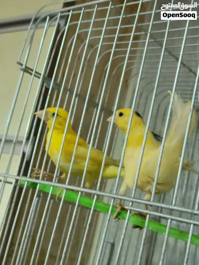 مجموعة طيور و جوز كنار شغال مع بيضه 4