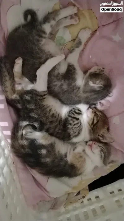 قطط ل التبني 4