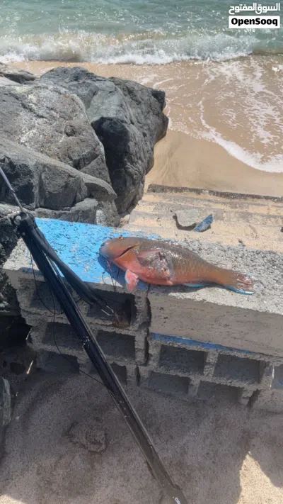 Spear Fishing مع صناره 3 متر 4