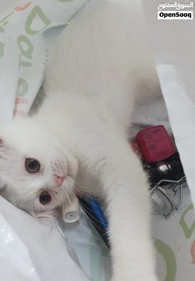 للبيع قطة جميله بصحه ممتازه 3