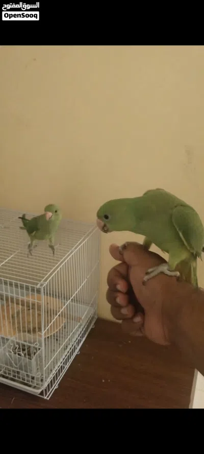 Indian ring neck parrot baby 3