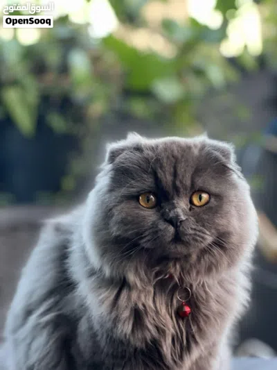 سكوتش فولد لونج هير انتاج عالي لتحسين النسل 4