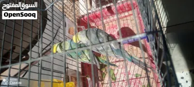 كوبيه رينبو ماشاء الله ومصوقره قبل 3