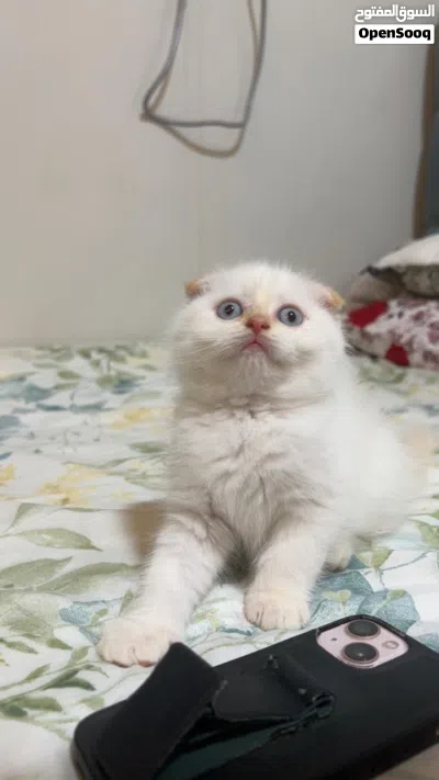 Playful and friendly Scottish-fold-British short hair Available for Adoption 2