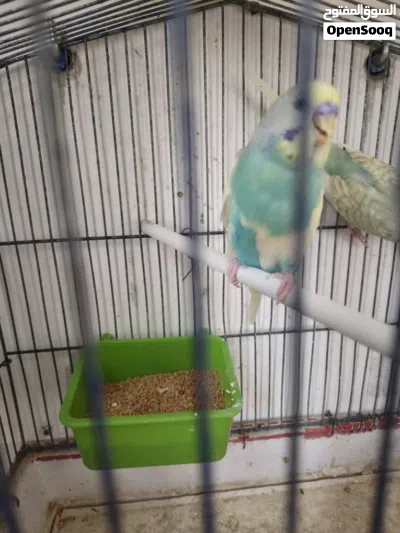 كوبيا بقلينو الوان ربي يبارك 4