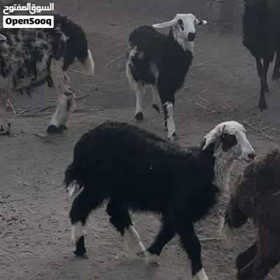 كبش وحمله نجدي 2