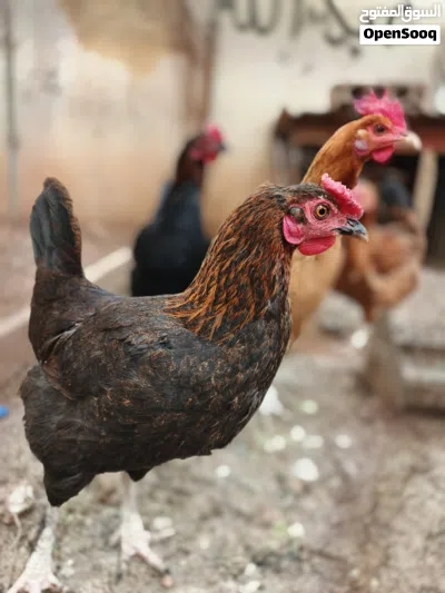 دجاج وديك للبيع بسعر مغري 3