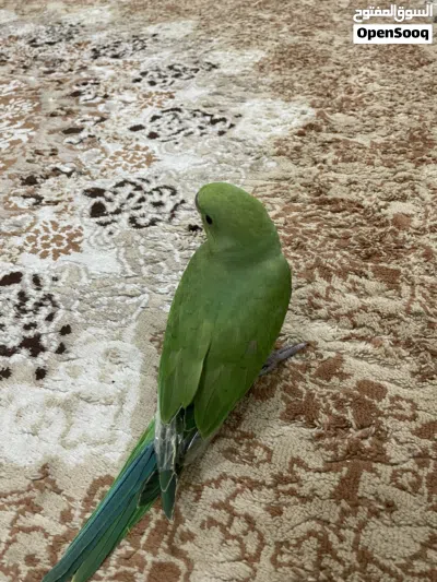 بغبغاء ميتو اليف وصغير جاهز لتعليم وكلام 3