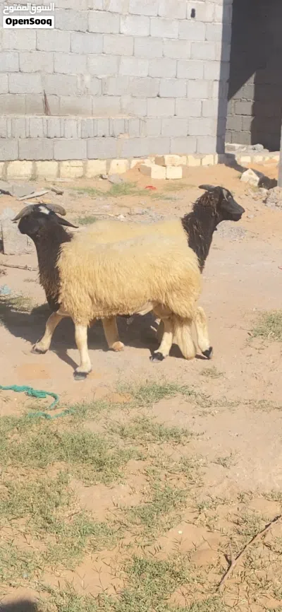 السلام عليكم 2