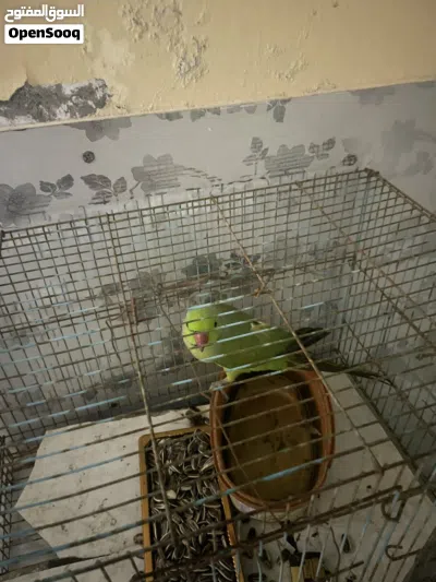للبيع بغبغاء 3