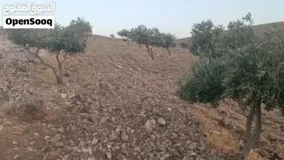 قطعة بجرش بسعر مغري الدونم بـ 4000 دينار 4