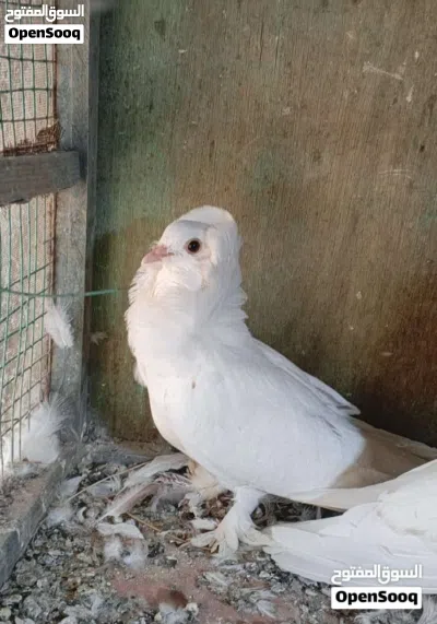 شباب اريد من هاي لطيور العنده يراسل 2