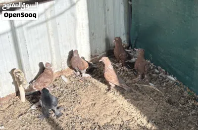 للبيع حمام رواعب 2