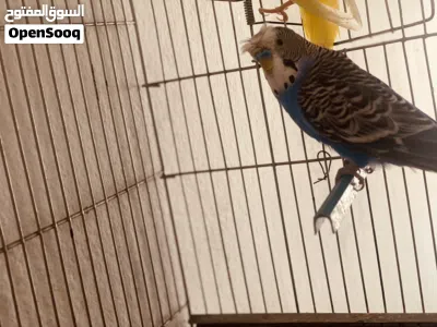 دكر مشوش متوفر ريش مصراته بي جنب جزيره قراره 3