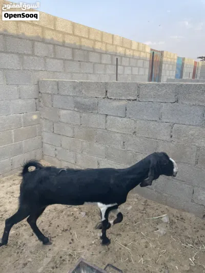للبيع شاه باكستانيه 2