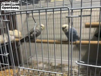 طيور بادجي زوجين 2
