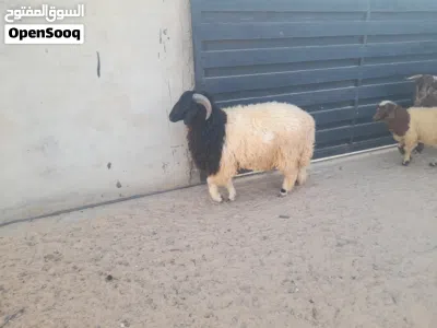 خروف وطني فحل الله يبارك 2