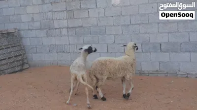 2نعاج وطنيات الله يبارك عشار بادن الله سنهم رباع خوات توميات ربي يبارك سليمات من العيوب والامراض.. 4